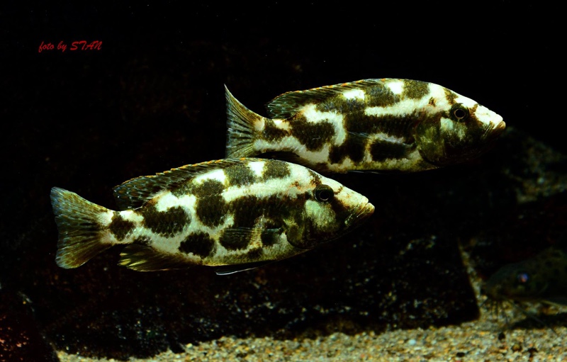 Nimbochromis livingstonii